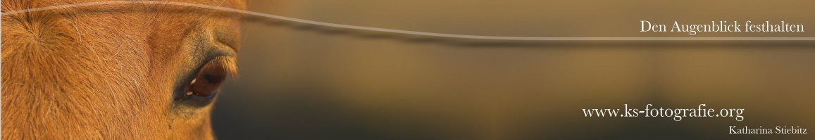 Banner Startseite 5